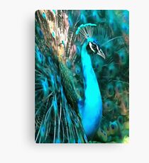 Peacock Plumage Canvas Print