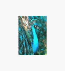 Peacock Plumage Art Board