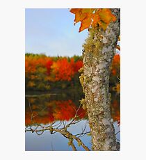 Beauty and the Birch Photographic Print