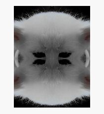 cat Photographic Print