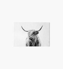 portrait of a highland cow (landscape format) Art Board Print