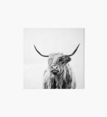 portrait of a highland cow Galeriedruck