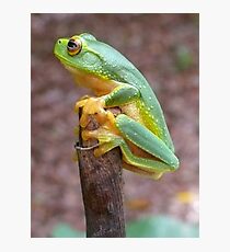 Tree Frog Fotodruck