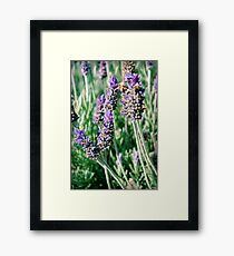 lavender patch... Framed Print