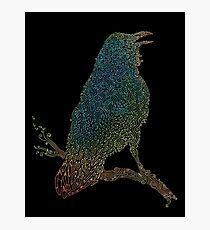 The Iridescent Raven Photographic Print