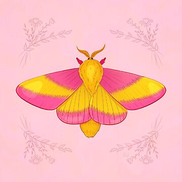 Framed Rosy Maple Moth (Dryocampa rubicunda) 6x6