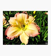 Macro Yellow Flower Photographic Print