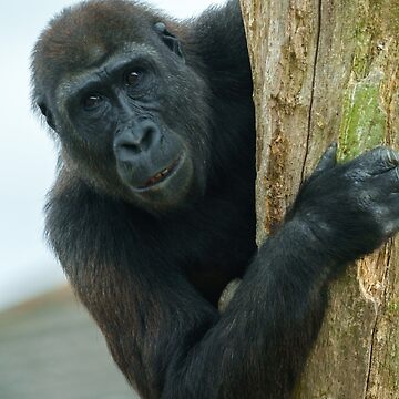 Cute Baby Gorilla Shower Curtain for Sale by rawshutterbug