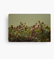 Succulent Web Canvas Print
