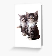 Kittens Greeting Card