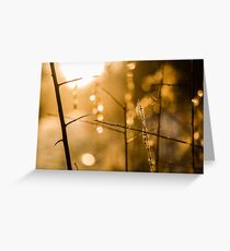 Warm Winter Light Greeting Card