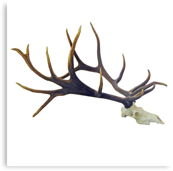 "Bull elk skull European mount" Metal Print by saltypro Redbubble