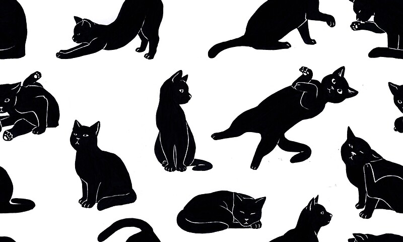 13 black cats