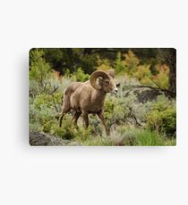 fairyland Canvas Print