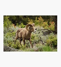 fairyland Photographic Print