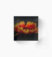 Sultry Acrylic Block