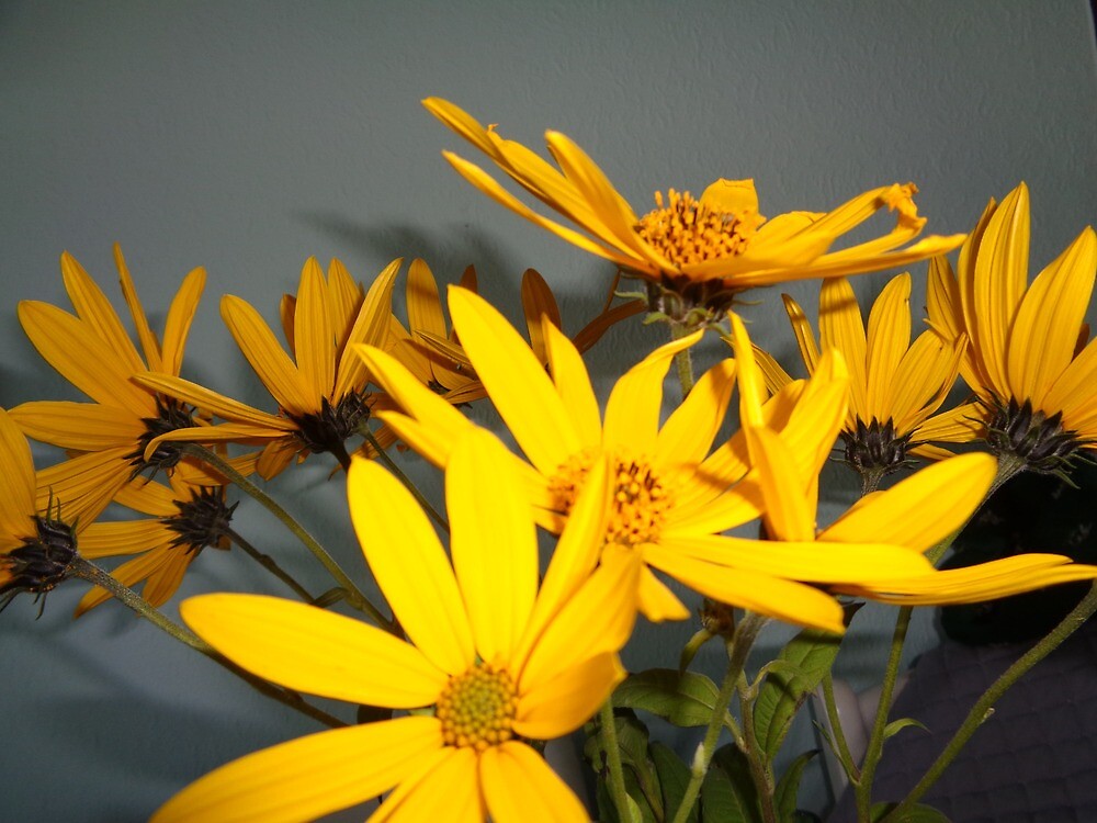 "Yellow, autumn flowers" by Ana Belaj Redbubble