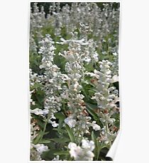 Dusty Miller Poster