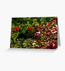 Bush Find Greeting Card