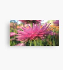 Papery Pink Canvas Print