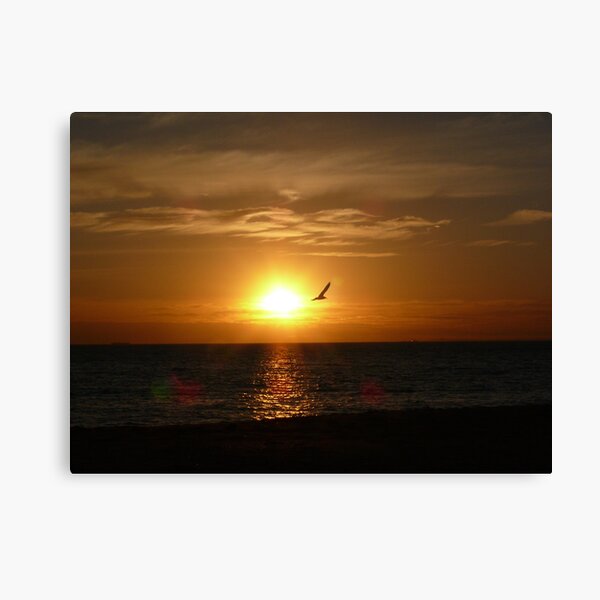 Soar Canvas Print