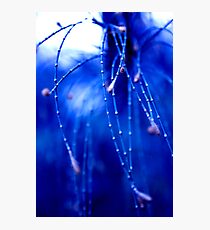 Abstract Nature Photographic Print