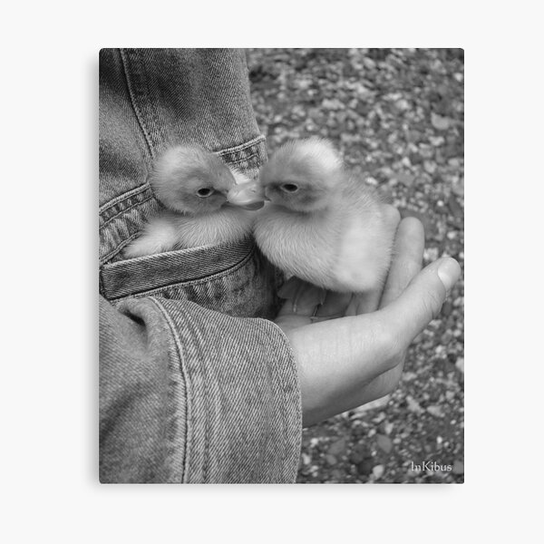 Pocket of duck 1 Canvas Print