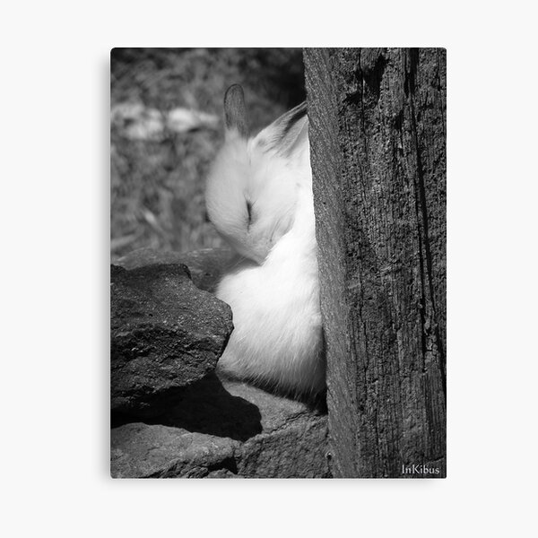 Sunny Bunny Canvas Print