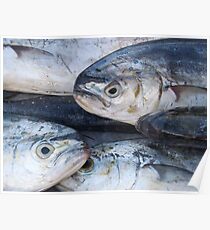Pesce Poster