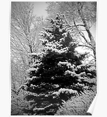 Snow Scene Poster