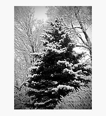 Snow Scene Photographic Print