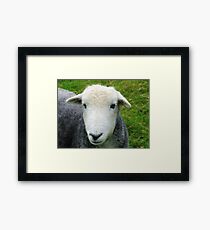 Herdwick Portrait Framed Print