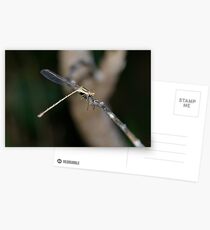 Damsel Fly having dinner Postcards