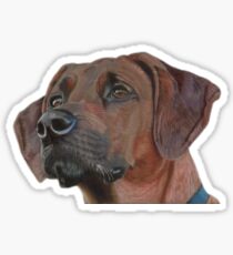 A Rhodesian Ridgeback Sticker