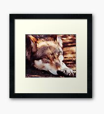 Howling for the Pack Framed Print