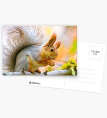 Red euroasian squirrel washes on the maple branch Postcards
