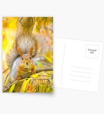 Red euroasian squirrel on the maple branch Postcards