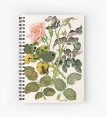 Blattkrankheiten von Rosen Spiralblock