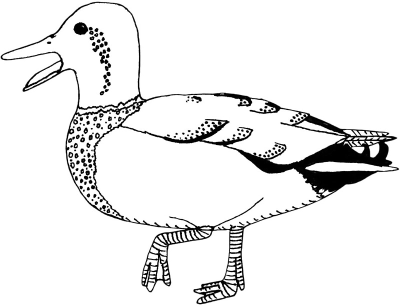 belonging duck and page Duck and goose are types of waterfowl that belong to the family anatidae there are 29 species of goose and around 90 species of duck that can be found all over the world ducks and geese inhabit areas near the lakes and ponds and oceanic islan. belonging duck and page Duck and goose are types of waterfowl that belong to the family anatidae there are 29 species of goose and around 90 species of duck that can be found all over the world ducks and geese inhabit areas near the lakes and ponds and oceanic islan.