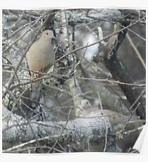 Mourning Doves Poster