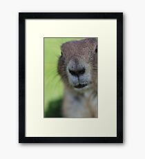 Prairie Dog. Framed Print