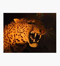 Sabre Toothed Tiger Photographic Print