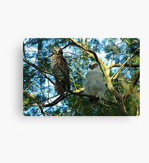 Powerful Owl Family 32 Canvas Print
