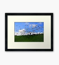 Feed the Birds Framed Print