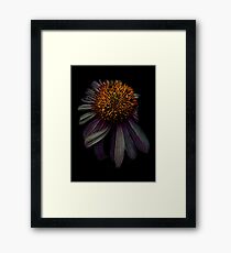 Nodding off Framed Print