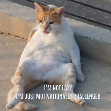 Yep it is - Funny  Fat cats, Funny, Meme pictures