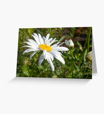 Big Chamomile 6 Greeting Card