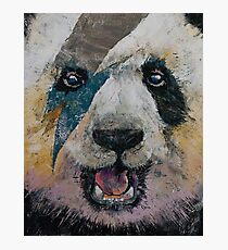 Panda Rock Photographic Print