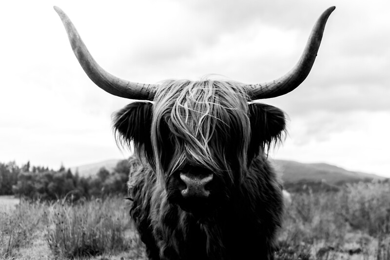 "Scottish Highland Cattle Black and White Animal Photography" by