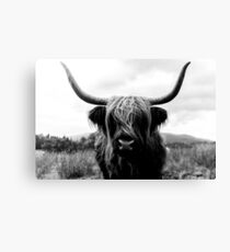 Scottish Highland Cattle - Black and White Animal Photography Canvas Print